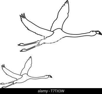 exotic flemish couple birds flying vector illustration design Stock Vector