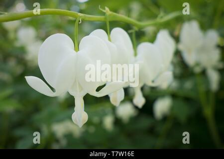 White bleeding heart flowers - Dicentra spectabilis 'Alba' - in Hendricks Park in Eugene, Oregon, USA. Stock Photo