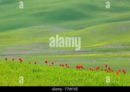 Wild red Tulips (Tulipa) flower in green field, hilly landscape, near Siena, Tuscany, Italy Stock Photo