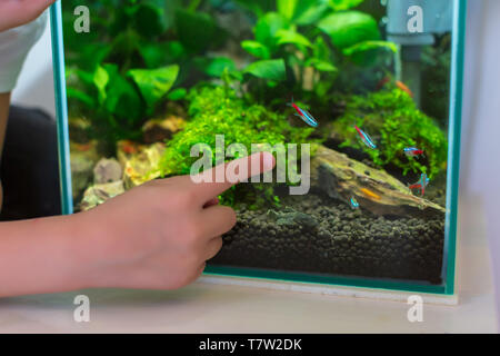Neon tetras in an aquarium in a tropical aquarium Stock Photo