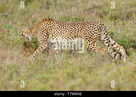 A female cheetah walking in open scrub and snarling, landscape format, Ol Pejeta Conservancy, Laikipia, Kenya, Africa Stock Photo