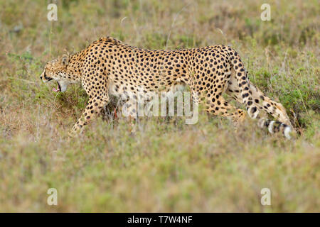 A female cheetah walking in open scrub and snarling, landscape format, Ol Pejeta Conservancy, Laikipia, Kenya, Africa Stock Photo