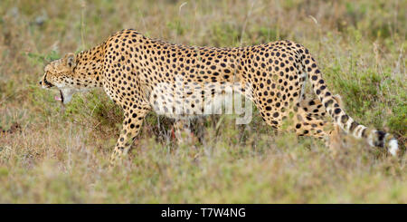 A female cheetah walking in open scrub and snarling, landscape format, Ol Pejeta Conservancy, Laikipia, Kenya, Africa Stock Photo