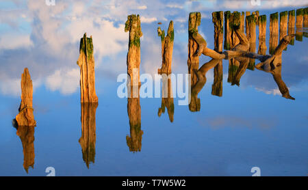 sixteen weather beaten old wooden posts in a flat calm mirror like water, the posts are reflected perfectly back on the water, the water is blue refle Stock Photo