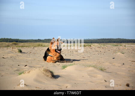 Young German Shepherd on the sand. Bledow Desert, Silesia, Poland. Stock Photo