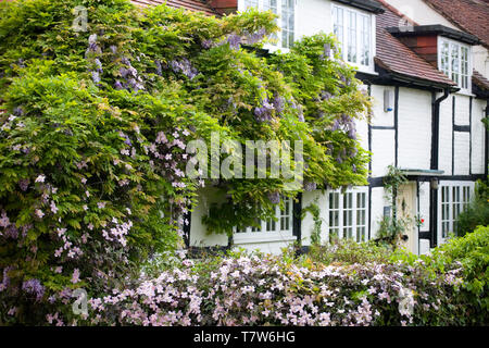 Cottage in West Street, Hambledon, Hampshire, UK in early Summer with wisteria and clematis climbers Stock Photo