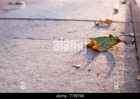 sidewalk with border in the park at autumn. background, urban. Stock Photo