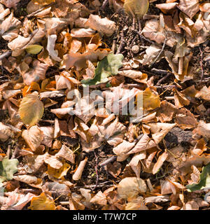 seamless autumn leaves on the ground texture. background, nature, seasonal Stock Photo