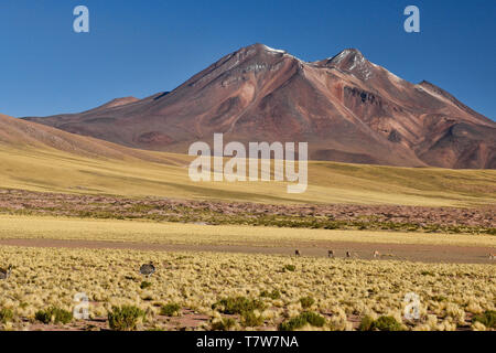 Vicuñas grazing on the altiplano, Atacama Desert, Chile Stock Photo