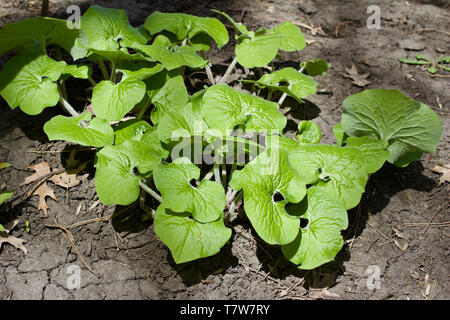 Close up view of uncultivated wild ginger plants growing in their native woodland environment Stock Photo