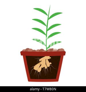 Planting ginger tree in clay pot. Leaves of ginger and root on the soil. Isolated. White background. Stock Vector