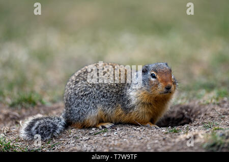 At the first ray of spring sunlight, a Columbian ground squirrel (Urocitellus columbianus) in E. C. Manning park, British Columbia, Canada looking out Stock Photo