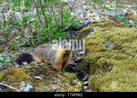 At the first ray of spring sunlight, a yellow-bellied marmot (Marmota flaviventris), also known as rock chuck, looking out of the entrance of its burr Stock Photo