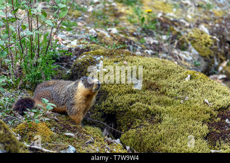 At the first ray of spring sunlight, a yellow-bellied marmot (Marmota flaviventris), also known as rock chuck, looking out of the entrance of its burr Stock Photo