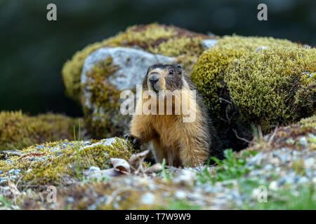 At the first ray of spring sunlight, a yellow-bellied marmot (Marmota flaviventris), also known as rock chuck, looking out of the entrance of its burr Stock Photo