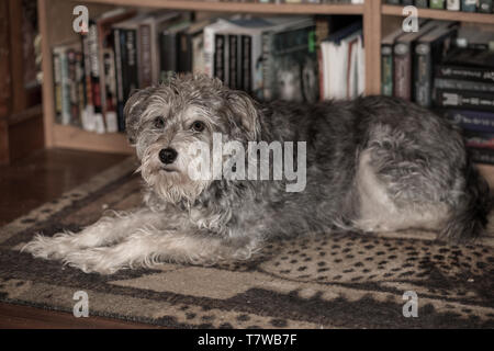 An educated dog Stock Photo