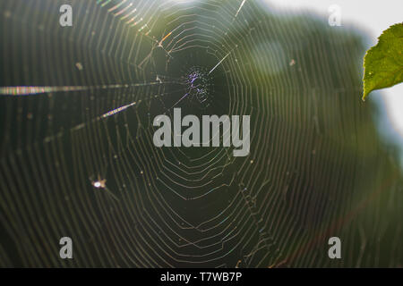 Spider Web, Michigan Stock Photo