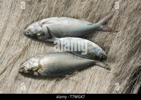 Hilsha fishing at the Meghna River. Hilsha fish is the national fish of ...