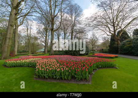 Yellow Daffodil and multi color tulips blossom blooming under a very well maintained garden in spring time Stock Photo