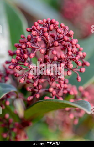 Closeup of Viburnum Tinus 'Eve Price' flower at the early spring time Stock Photo