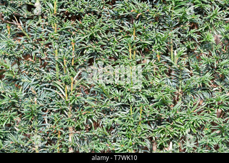Close up of garden green tall hedges backdrop texture Stock Photo