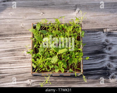 Image of square box with green gras on a wooden table, urban gardening, growth Stock Photo