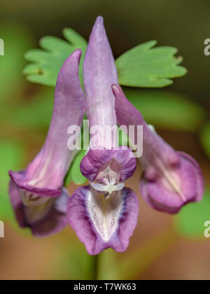 Little purple  Corydalis solida flowers growing at late warm winter Stock Photo