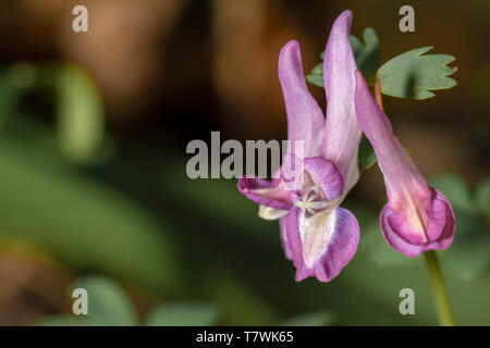 Little purple  Corydalis solida flowers growing at late warm winter Stock Photo