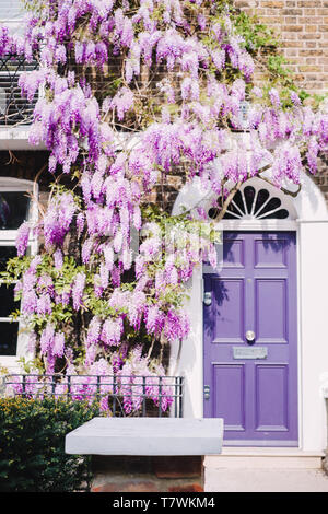 Townhouse in Chelsea, London, with a purple door and wisteria Stock Photo
