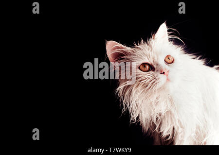 Wet cat after a bath Stock Photo