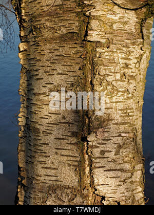 detailed texture of trunk of waterside Silver Birch tree (Betula pendula aka Warty Birch) - vertical fissure contrasting with horizontal bark pattern Stock Photo