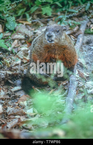 Groundhog (Marmota monax) or Woodchuck in Northern Michigan forest near Munising Michigan US. Photo taken in June. Stock Photo