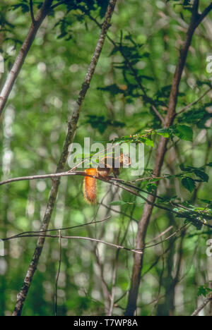 American red squirrel (Tamiasciurus hudsonicus) balancing on a thin branch of a Beech tree, Michigan upper peninsula near Munising Michigan US. June. Stock Photo
