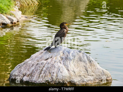 Bird relaxing in the Jardin de Corazon Japanese garden, La Serena, Chile Stock Photo