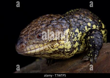 Western bob-tailed skink (Tiliqua rugosa rugosa) Stock Photo