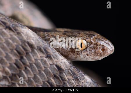 Mediterranean Cat Snake (Telescopus fallax iberus) Stock Photo