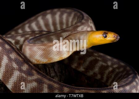 Woma python (Aspidites ramsayi) Stock Photo