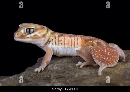 Western Smooth Knob-tailed Gecko (Nephrurus levis occidentalis Stock ...