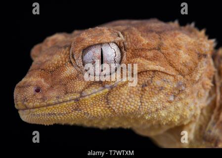 Centralian rough knob-tailed gecko (Nephrurus amyae) Stock Photo