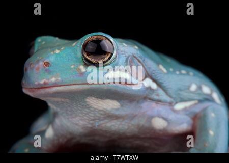 White's Tree Frog (Litoria caerulea) Stock Photo