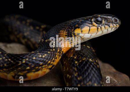 Horseshoe Whip Snake (Hemorrhois hippocrepis) Stock Photo
