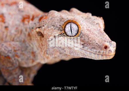 The Gargoyle gecko (Rhacodactylus auriculatus) is a medium sized, endangered, gecko species endemic to New Caledonia. Stock Photo
