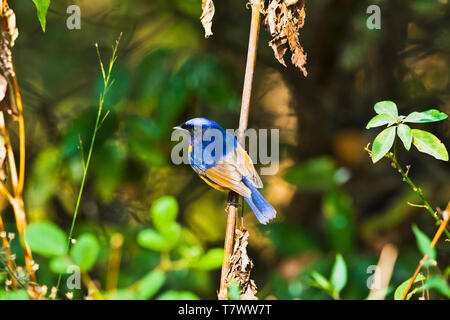 Rufous-bellied niltava, Niltava sundara, Sattal, Uttarakhand, India. Stock Photo