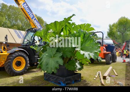 rarely seen; the setting up of the annual RHS chelsea flower show in london england may 2019 UK Stock Photo