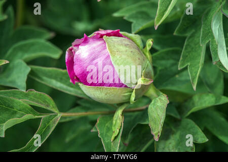Tree peony bud, pink blossoms Stock Photo