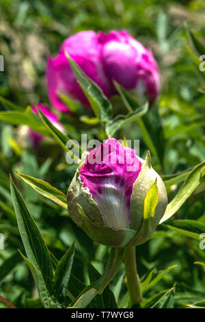 Tree peony bud, buds, Budding pink flowers, Paeonia suffruticosa Stock Photo