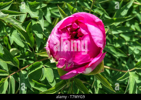Tree peony bud, red blossoms opening Stock Photo