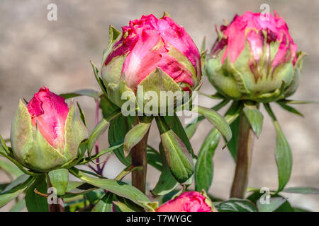Tree peony buds close up bud, Budding pink flowers, Paeonia suffruticosa Stock Photo