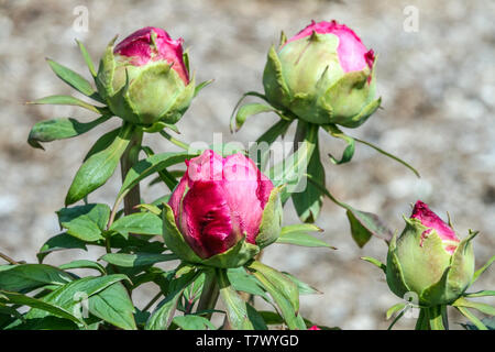 Tree peony bud, buds, Budding red flowers, Paeonia suffruticosa Stock Photo