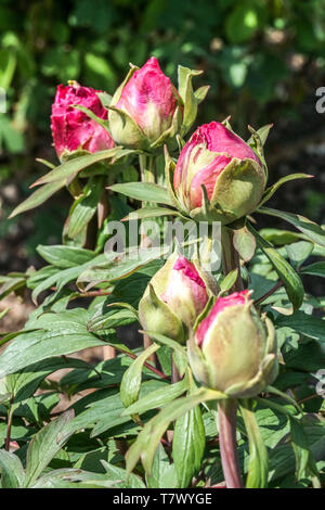 Tree peony bud, buds, Budding pink flowers, Paeonia suffruticosa Stock Photo
